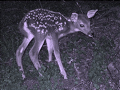 deer