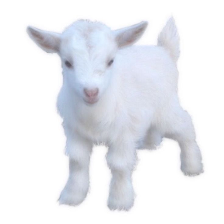 bah